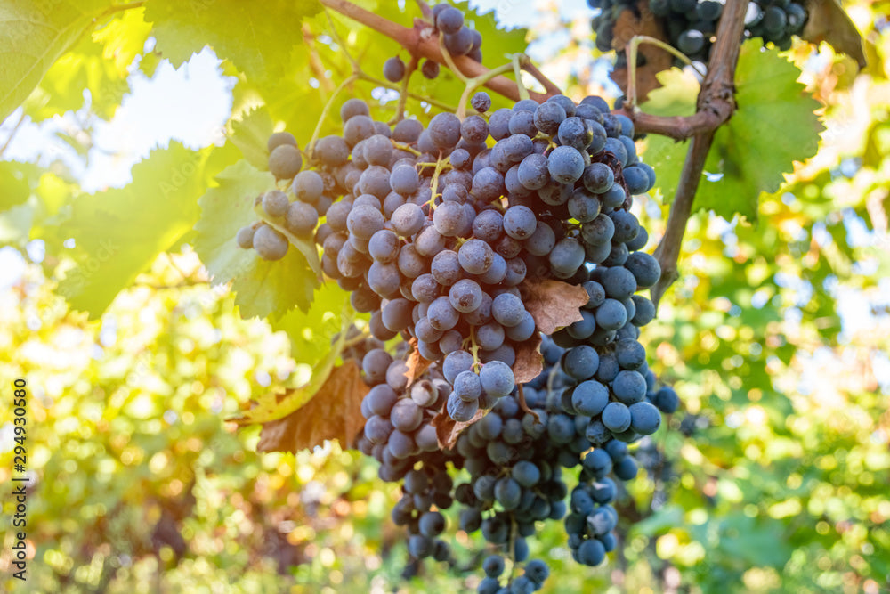 Saperavi: The Bold, Unforgettable Wine You Need to Try
