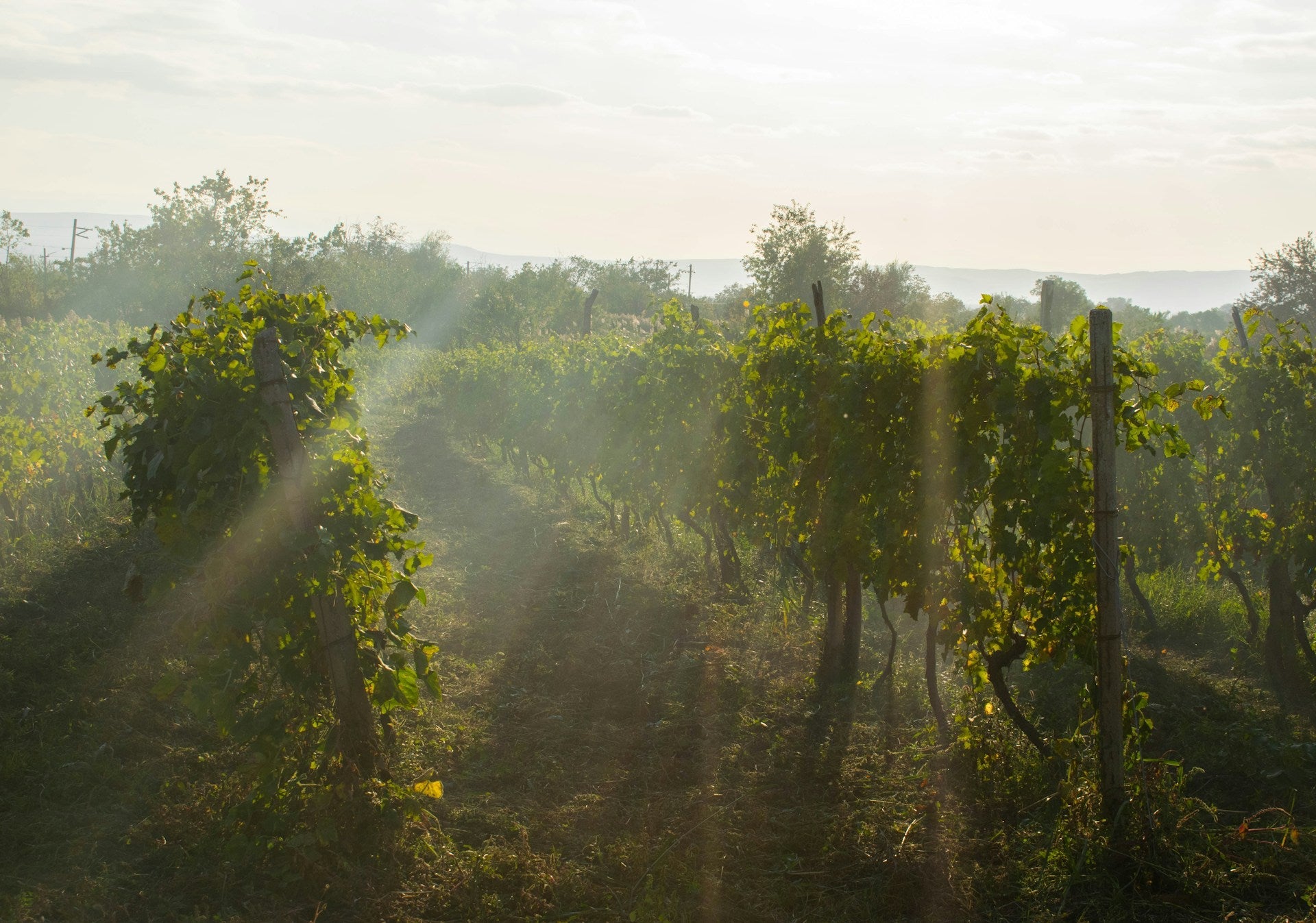 The Legend of Georgian Wine: A Journey Through Time